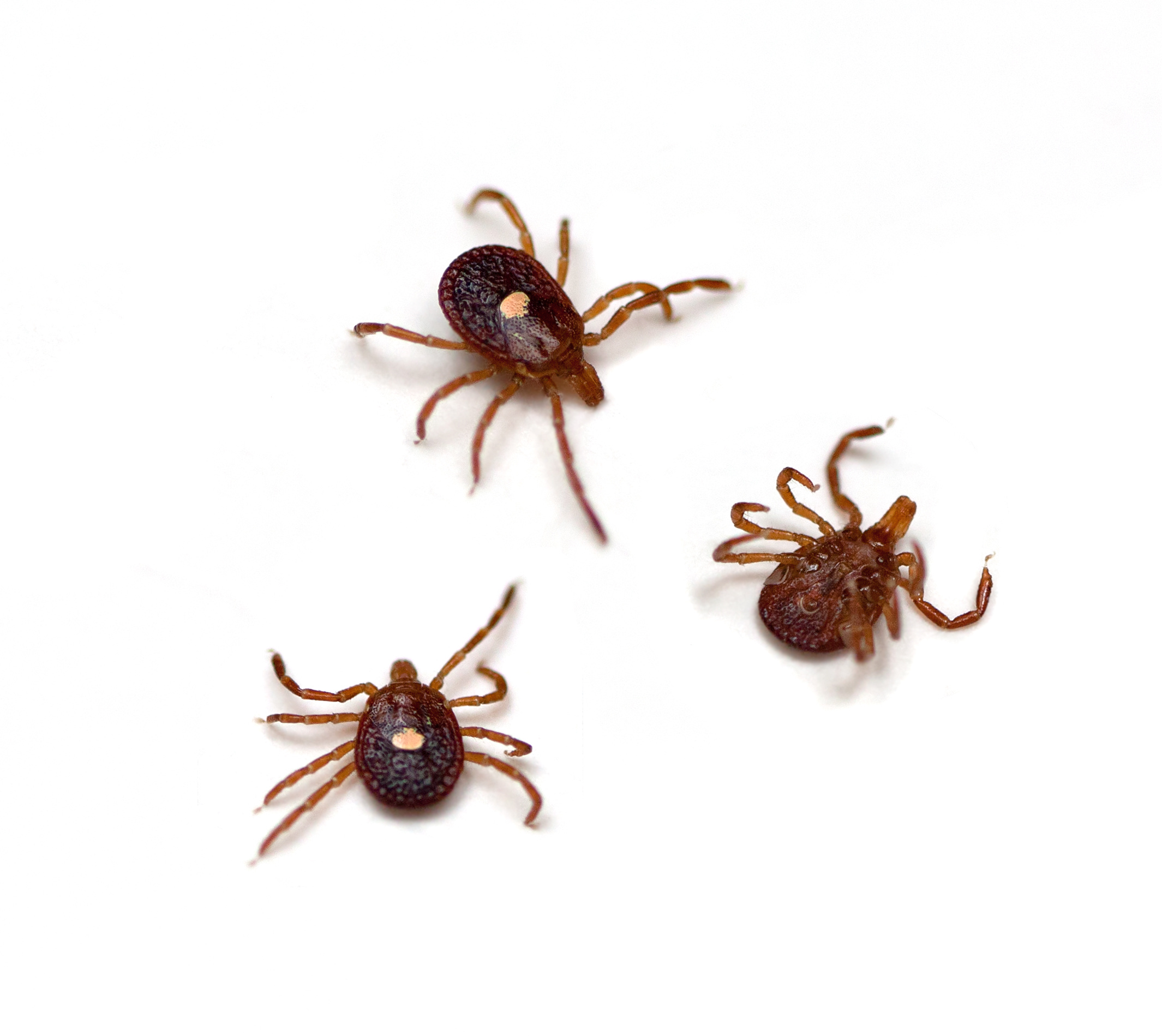 The Lone Star Tick A New Threat in New England